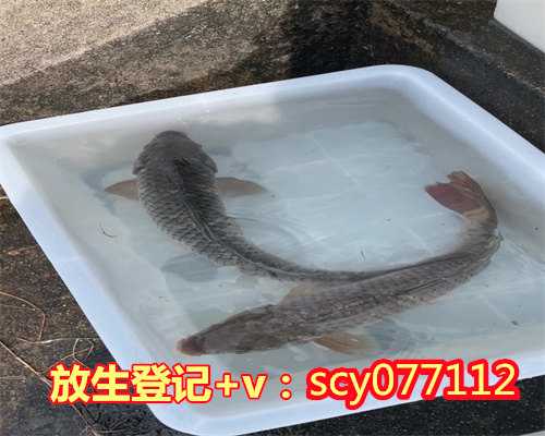 杭州哪里可以放生蛇，杭州​灵隐寺己亥腊月十五放生法会圆满