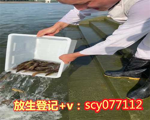 放生鲤鱼视频，鲤鱼被迫喝清酒再放生净化灵魂日本民俗被指邪恶